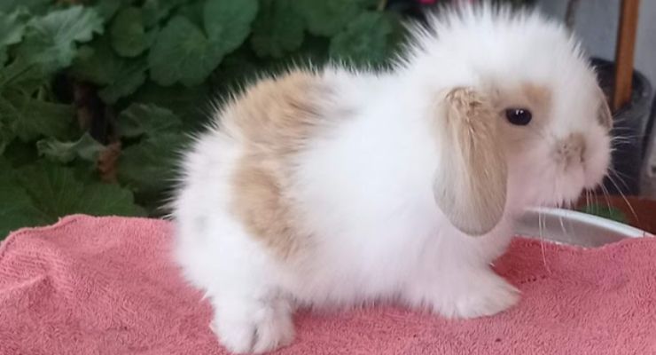 Artvin Hollanda Lop Tavşan